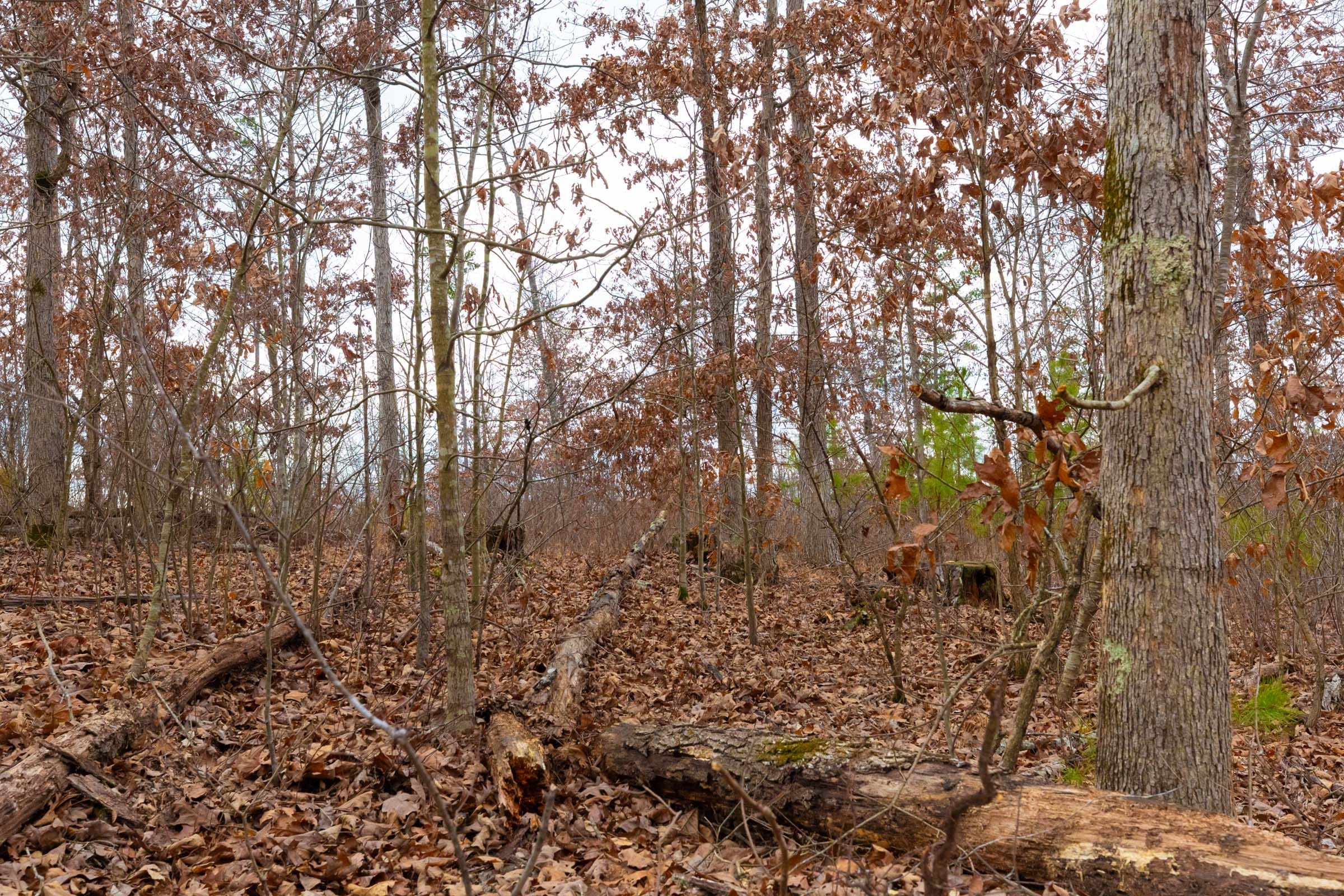 Windy Ridge Tract 10 photo 4