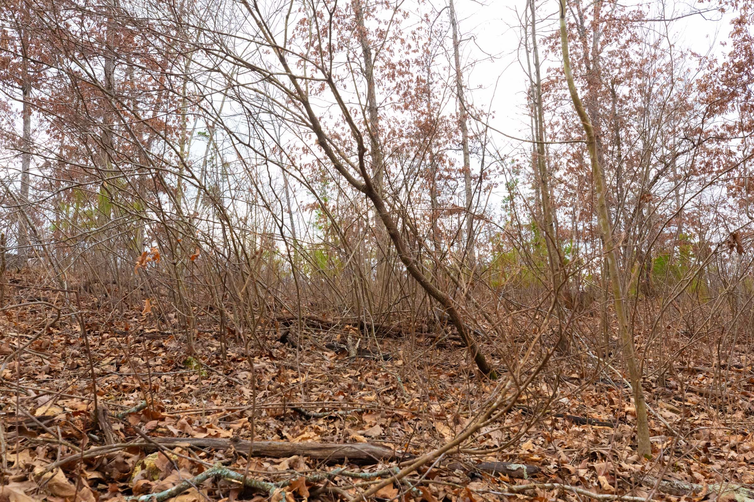Windy Ridge Tract 10 photo 6