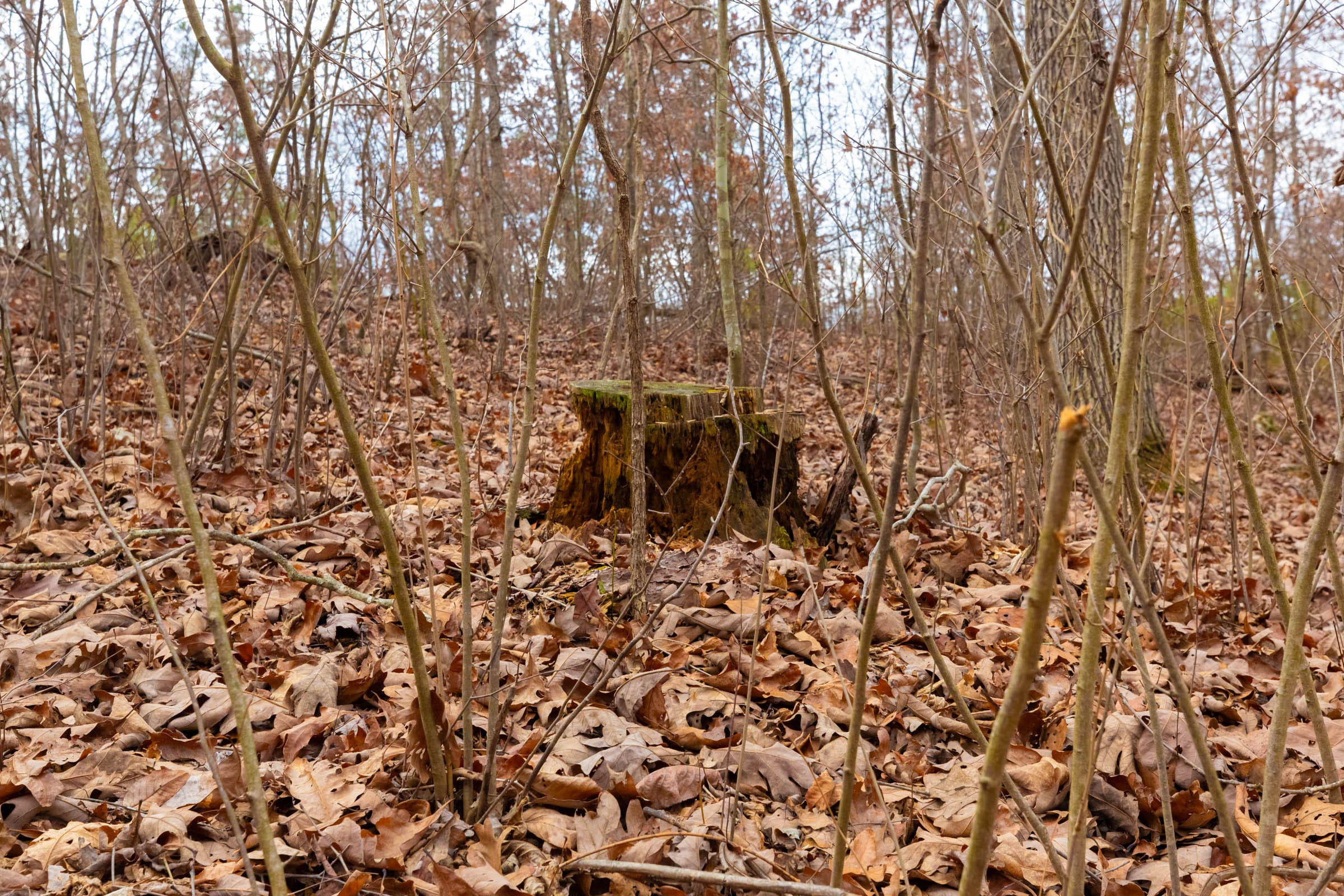 Windy Ridge Tract 10 photo 9
