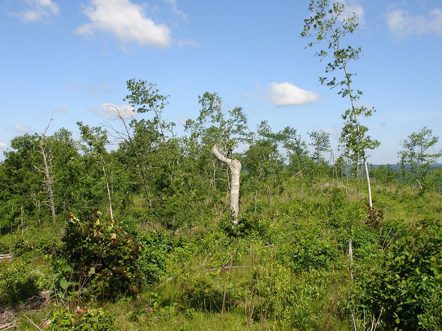 Antler Ridge Tract 30 photo 5