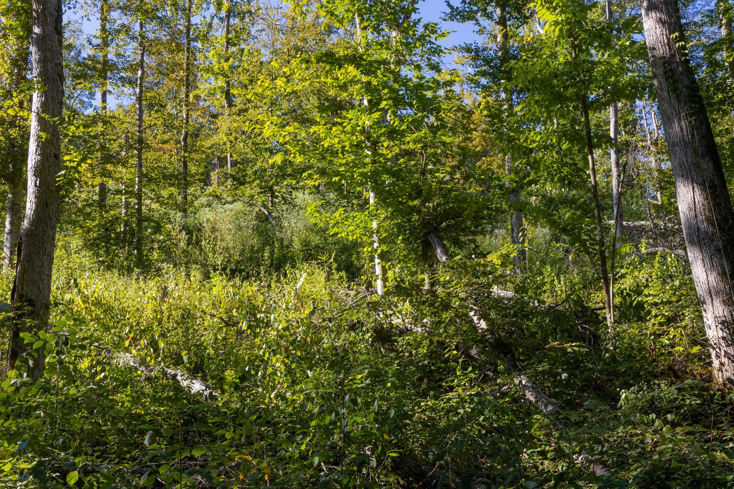 Big White Oak Tract 11 photo 5