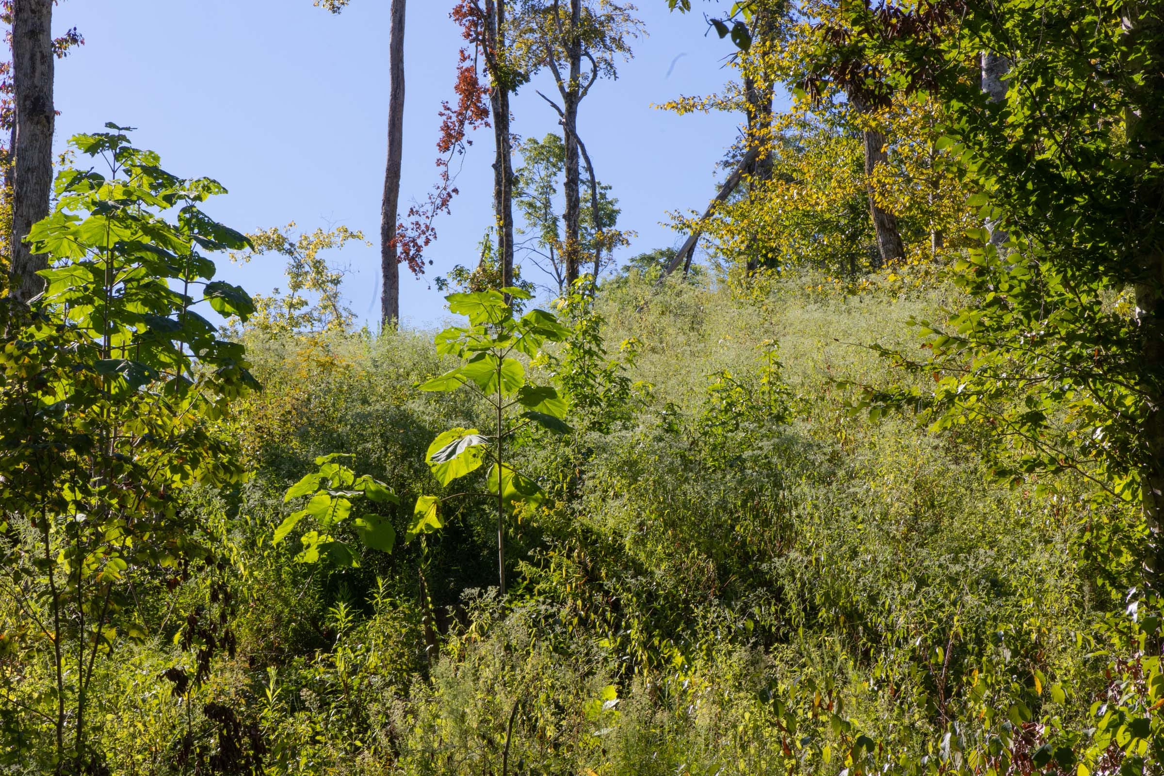 Big White Oak Tract 11 photo 7