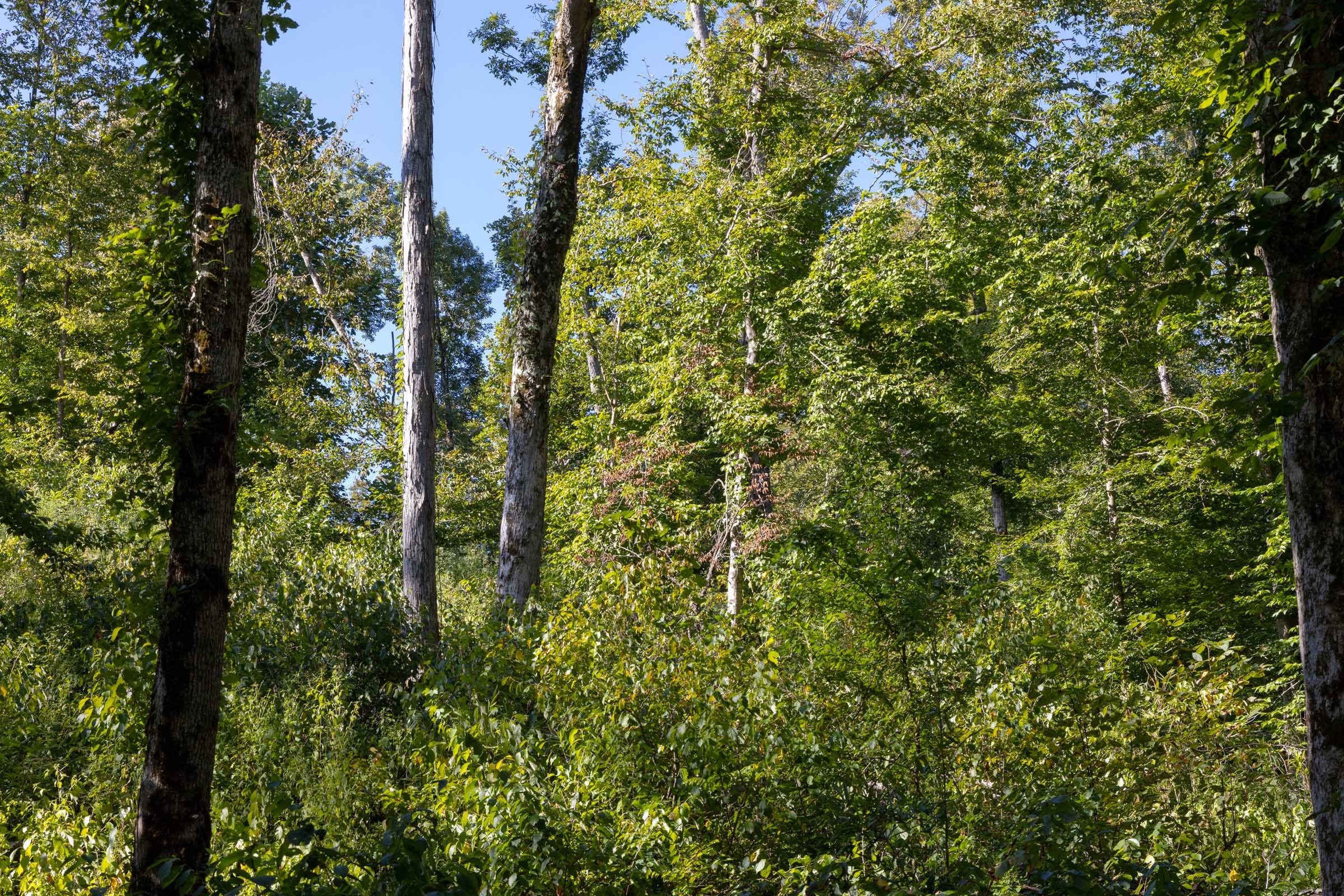 Big White Oak Tract 11 photo 2