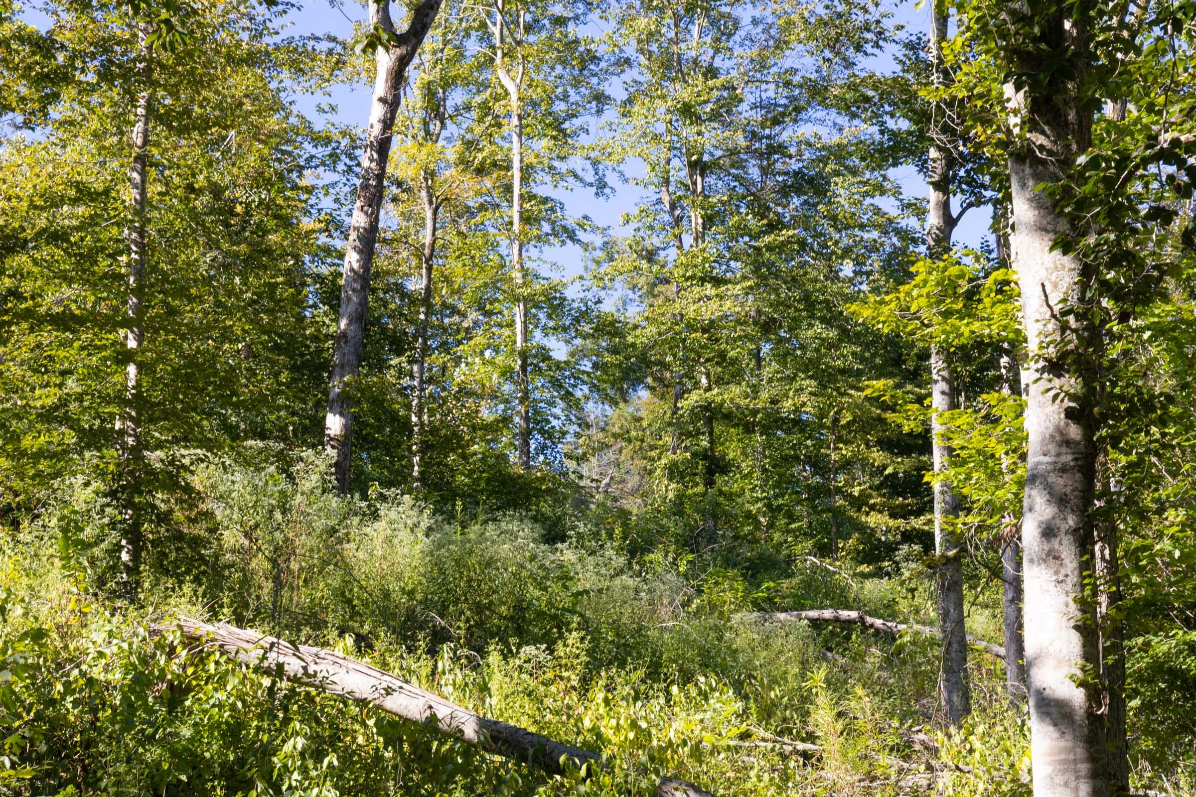 Big White Oak Tract 11 photo 8