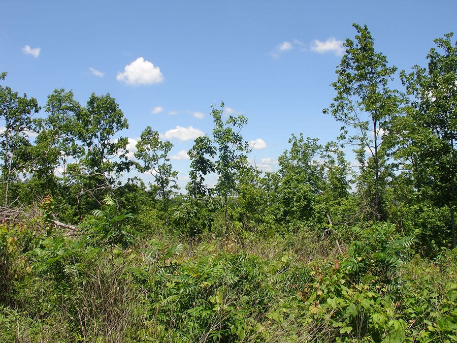 Antler Ridge Tract 16 photo 2