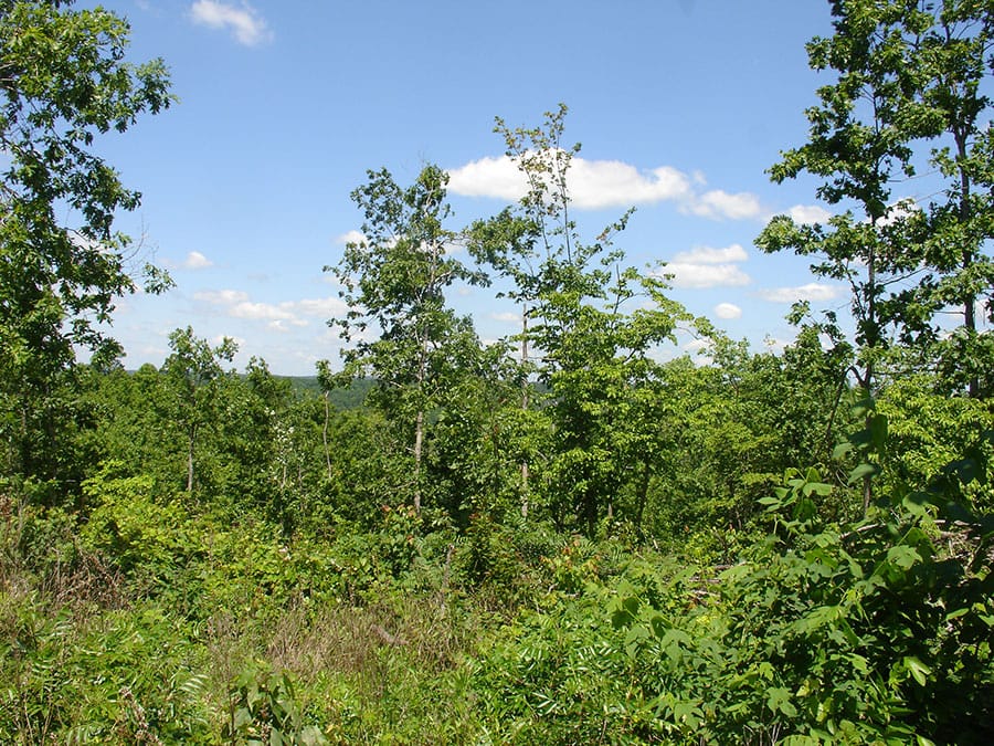 Antler Ridge Tract 16 photo 4