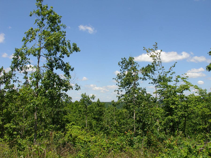 Antler Ridge Tract 16 photo 5