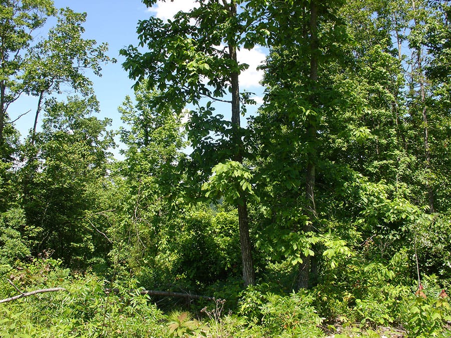 Antler Ridge Tract 16 photo 6
