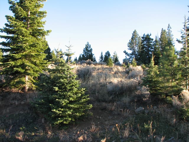 California Pines Tract 2 photo 2