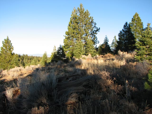 California Pines Tract 2 photo 4