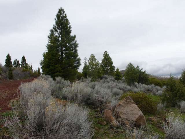 California Pines Tract 2 photo 7