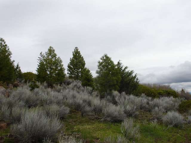 California Pines Tract 2 photo 8