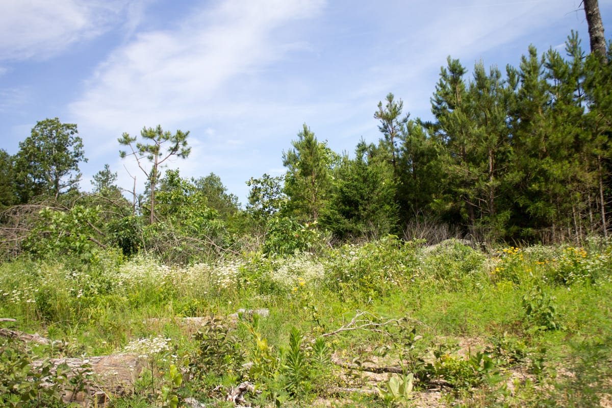 Timber Crossing Tract 30 photo 3