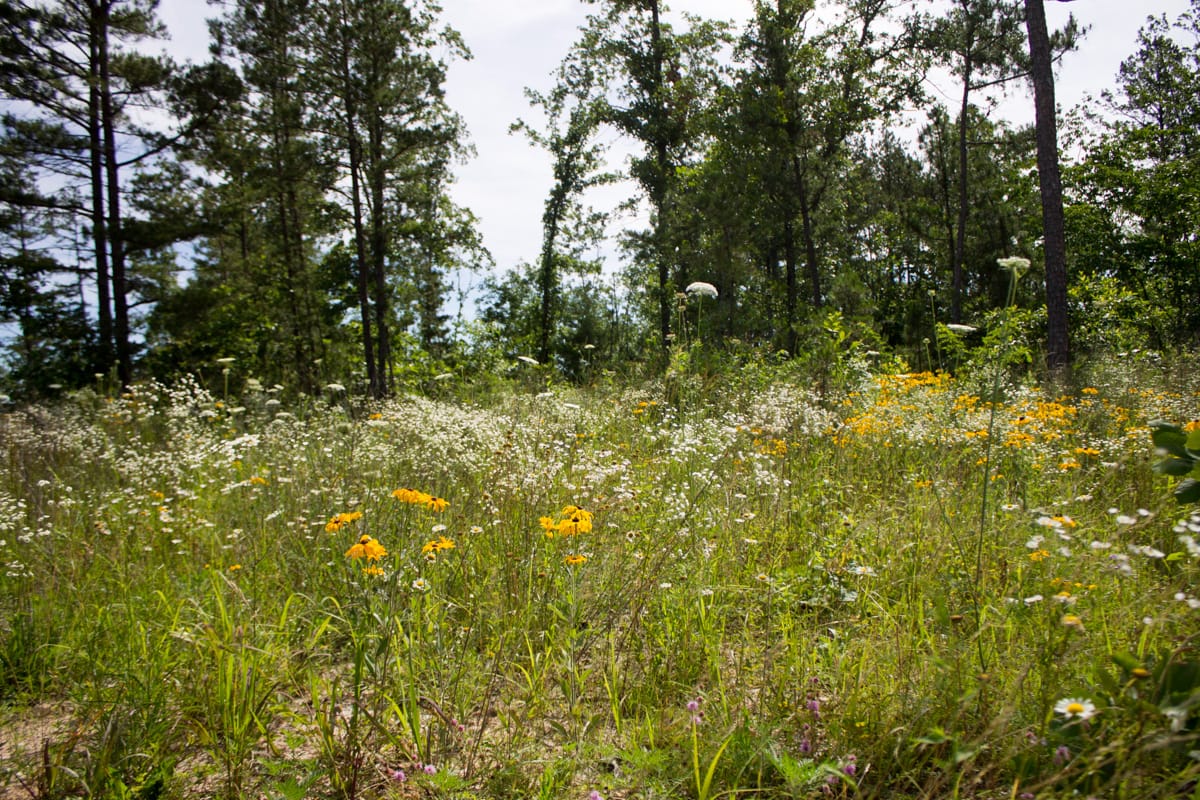 Timber Crossing Tract 30 photo 5