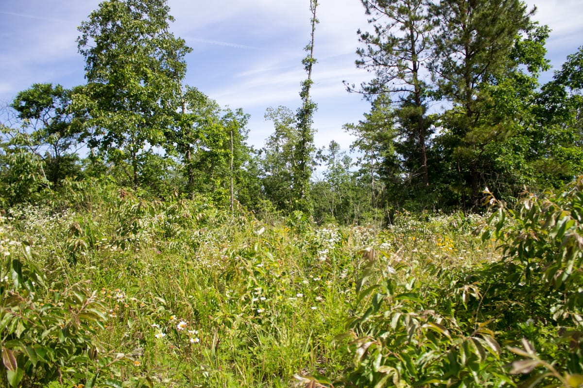 Timber Crossing Tract 30 photo 6