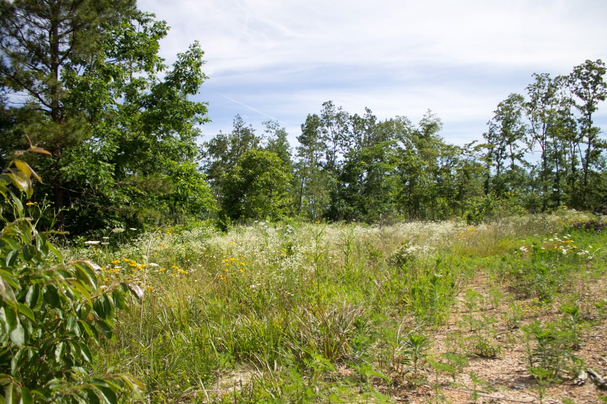Timber Crossing Tract 30 photo 7