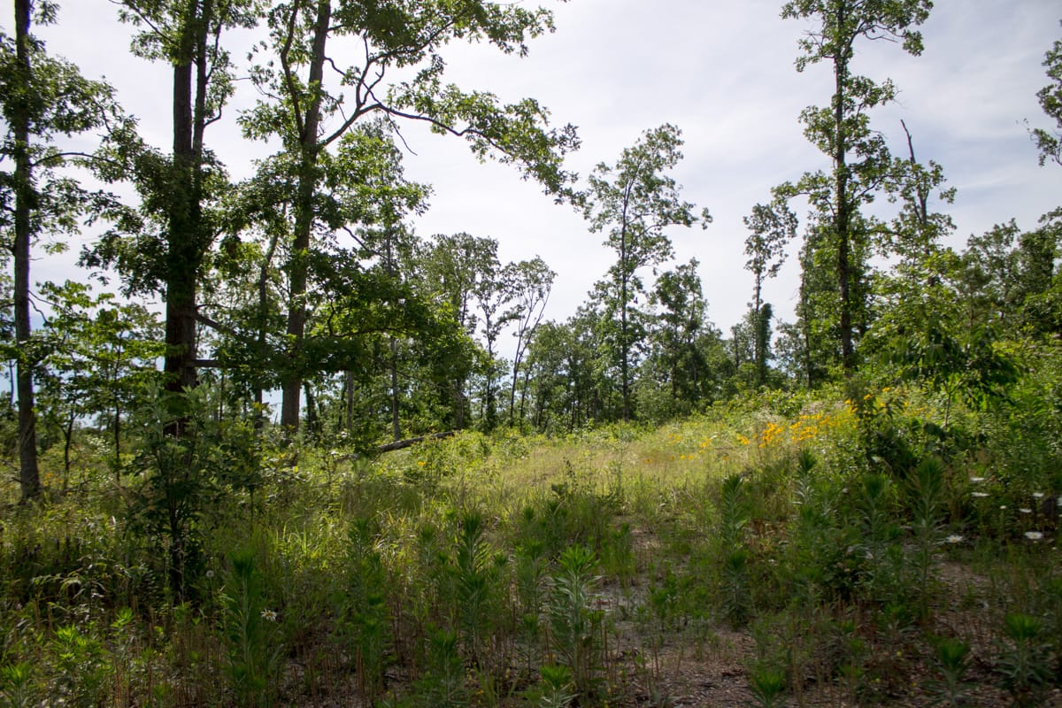 Timber Crossing Tract 30 photo 1