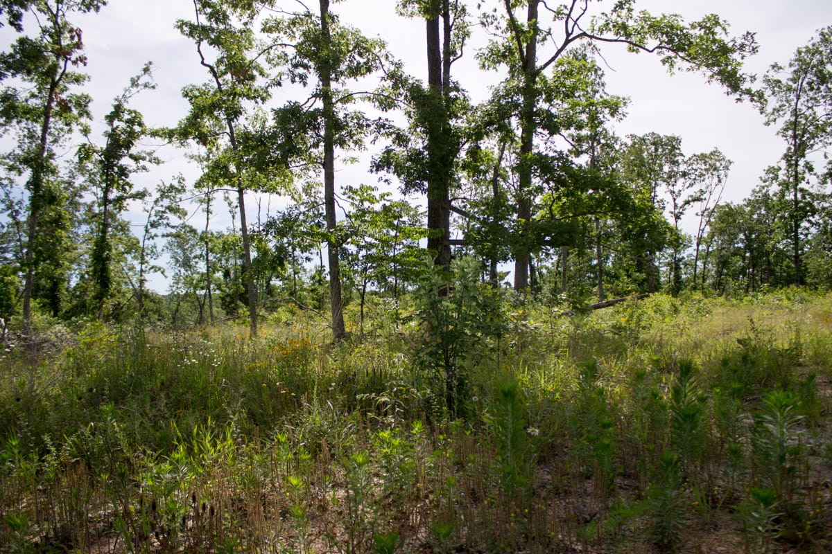 Timber Crossing Tract 30 photo 8