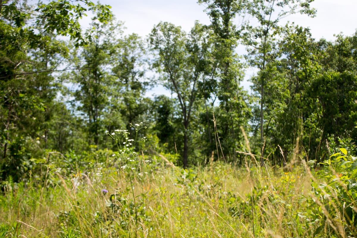 Timber Crossing Tract 30 photo 10