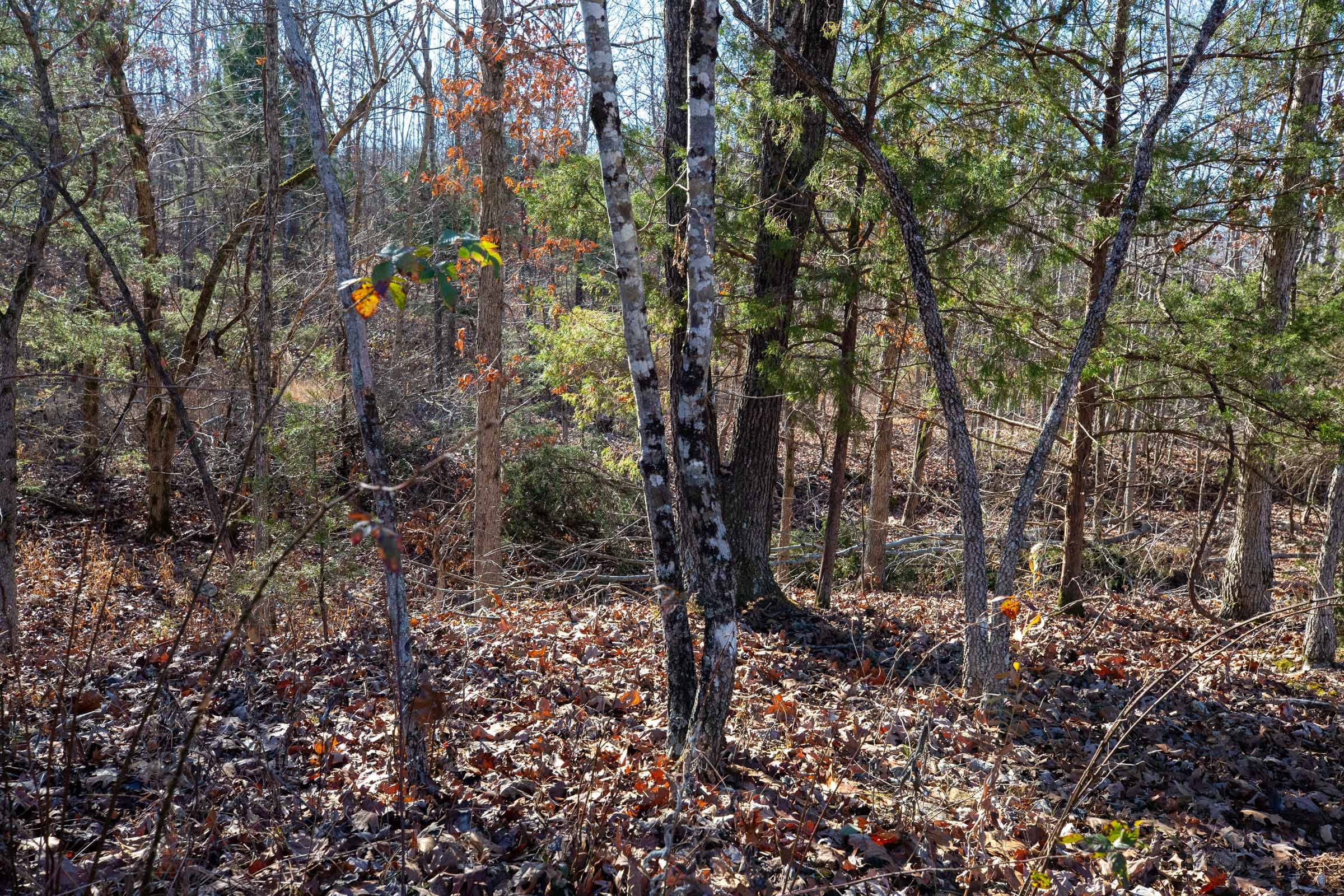 Dutchman Hollow Tract 12 photo 4