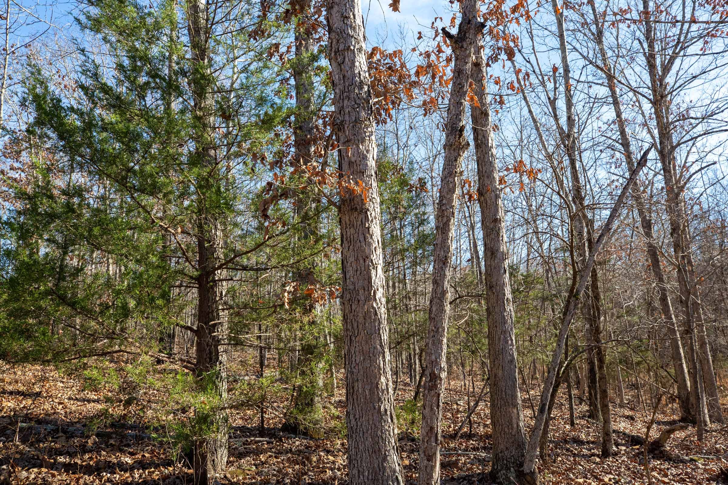 Dutchman Hollow Tract 12 photo 10