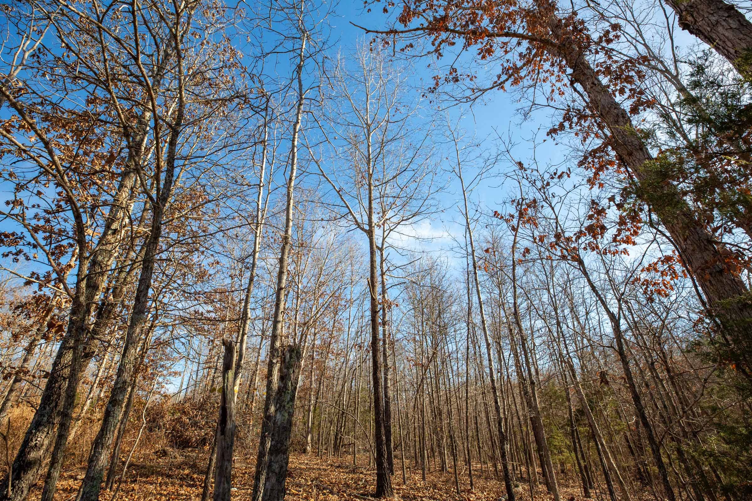 Dutchman Hollow Tract 12 photo 3
