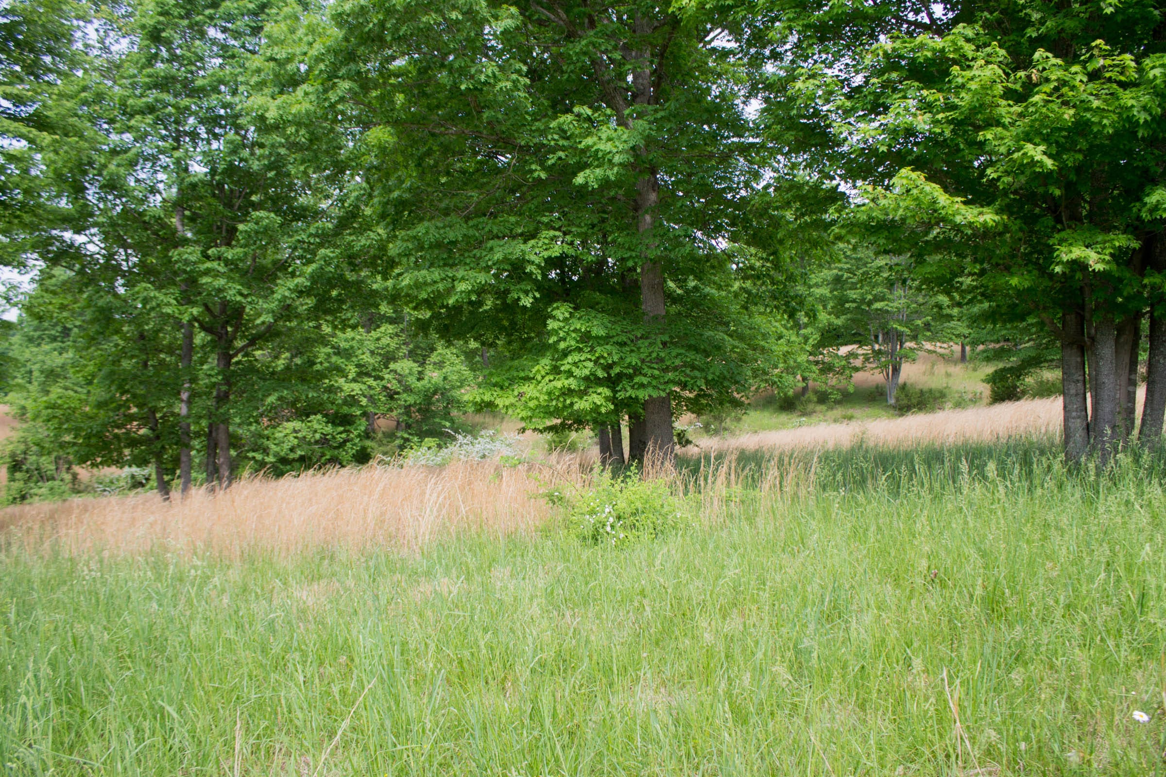 Laurel Ridge Tract 11 photo 3
