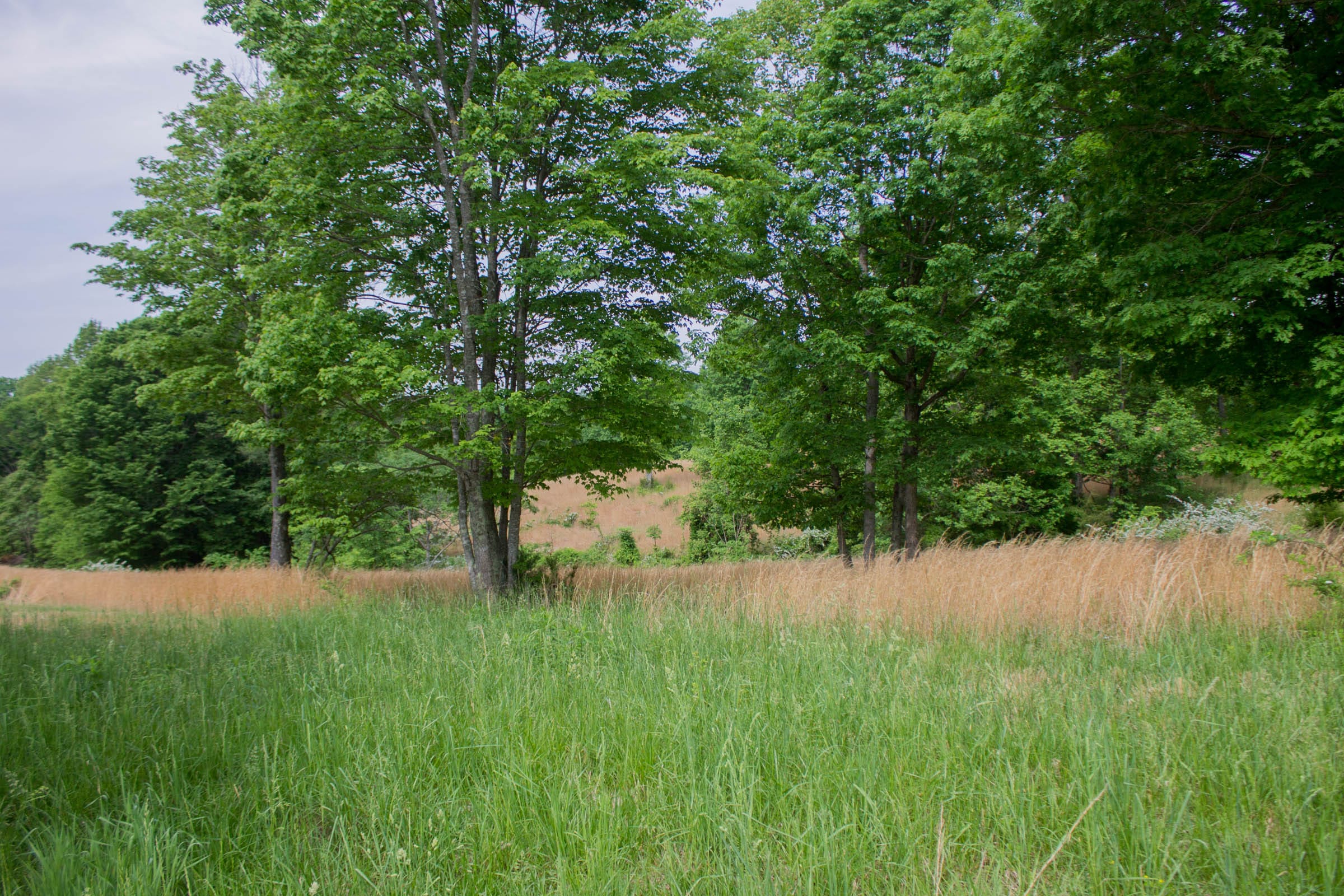 Laurel Ridge Tract 11 photo 4