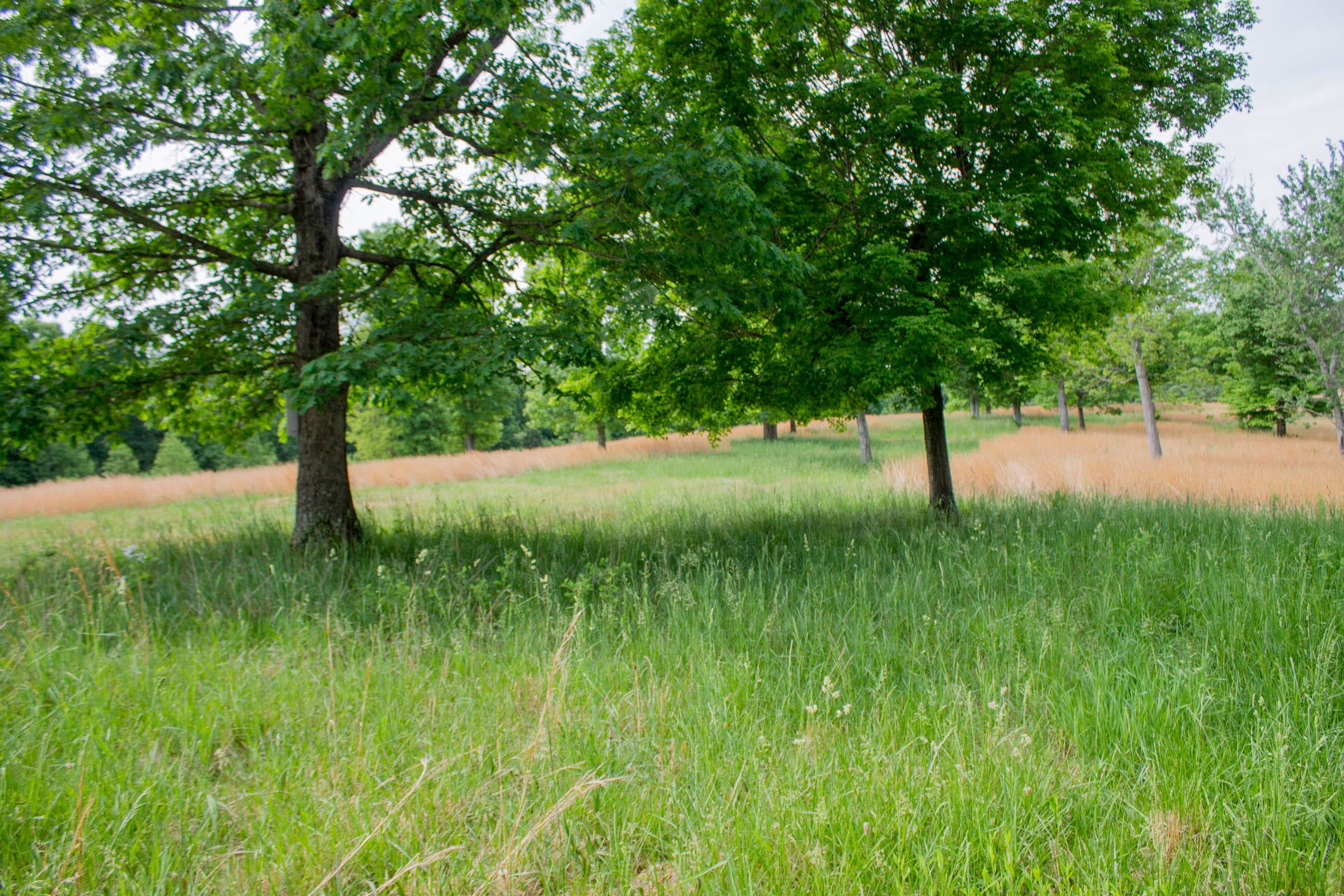 Laurel Ridge Tract 11 photo 7