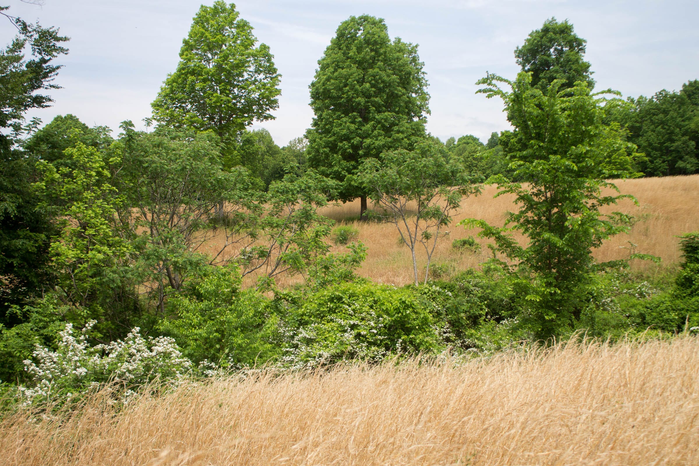 Laurel Ridge Tract 11 photo 12