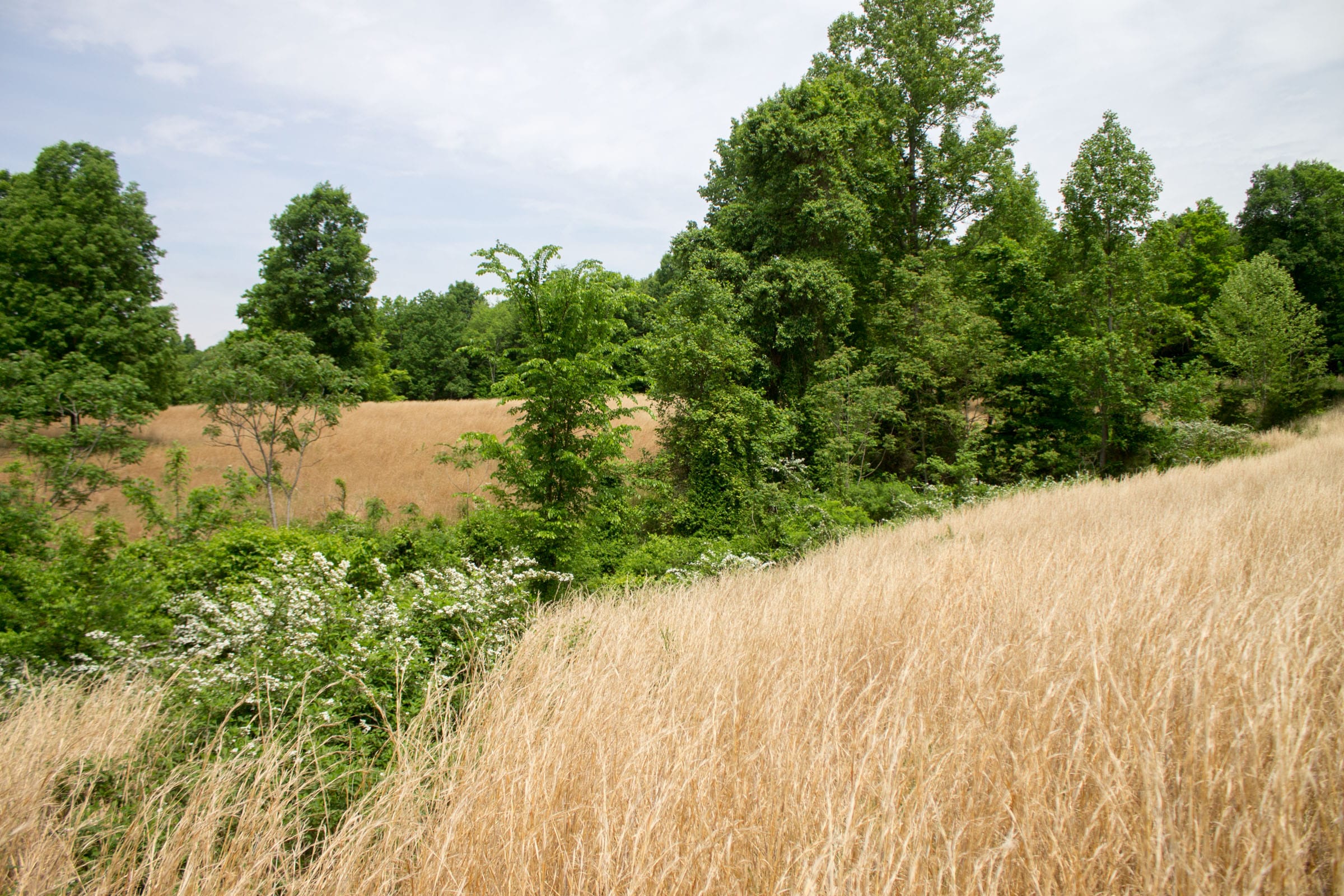 Laurel Ridge Tract 11 photo 13
