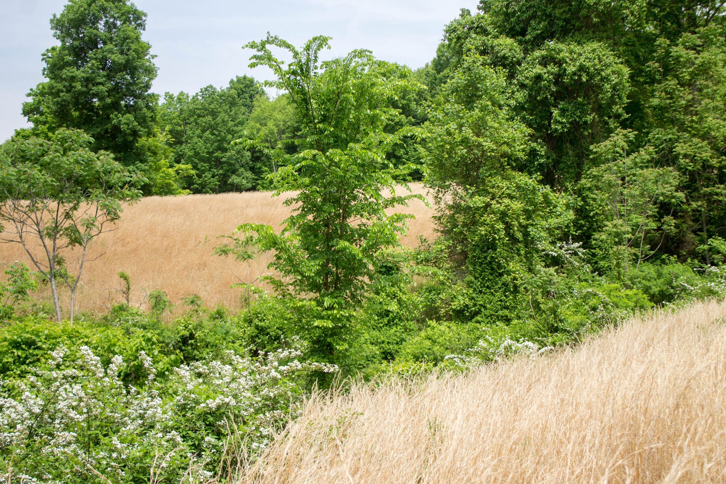Laurel Ridge Tract 11 photo 15
