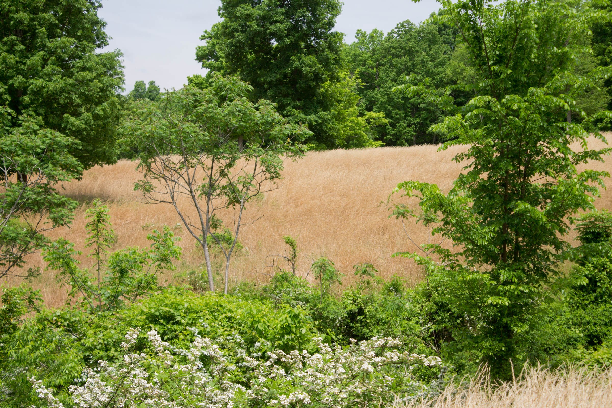 Laurel Ridge Tract 11 photo 17