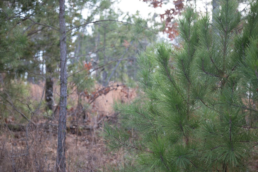 Stone Creek Phase III Tract 77 photo 11