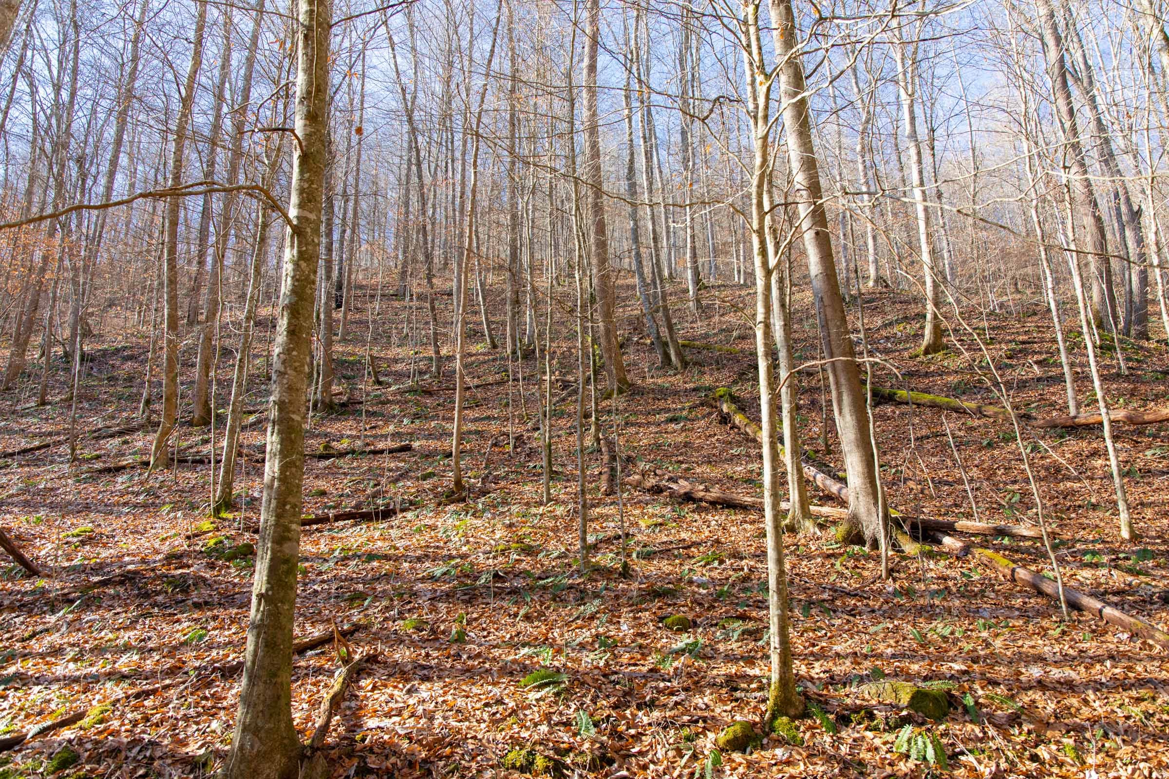 Blackstone Mountain Phase I Tract 10 photo 6