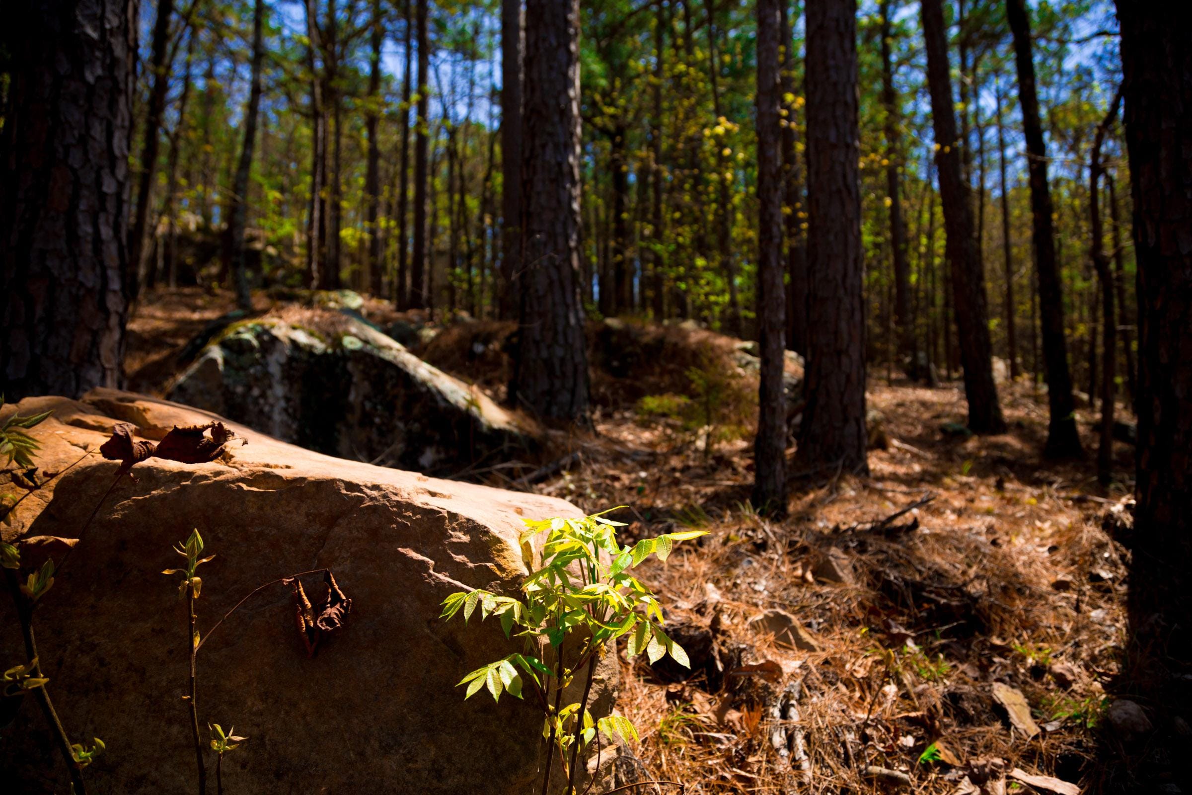 Stone Creek Phase II Tract 214 photo 8