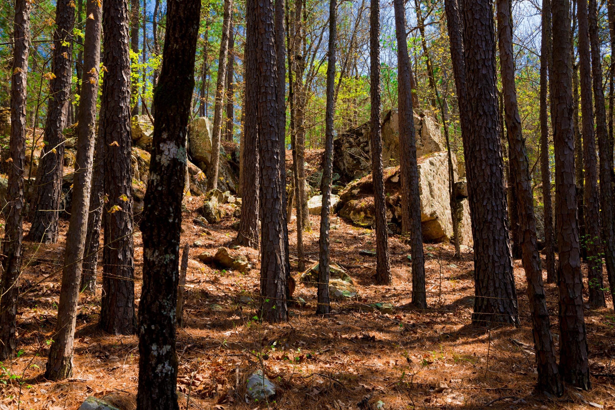 Stone Creek Phase II Tract 214 photo 11