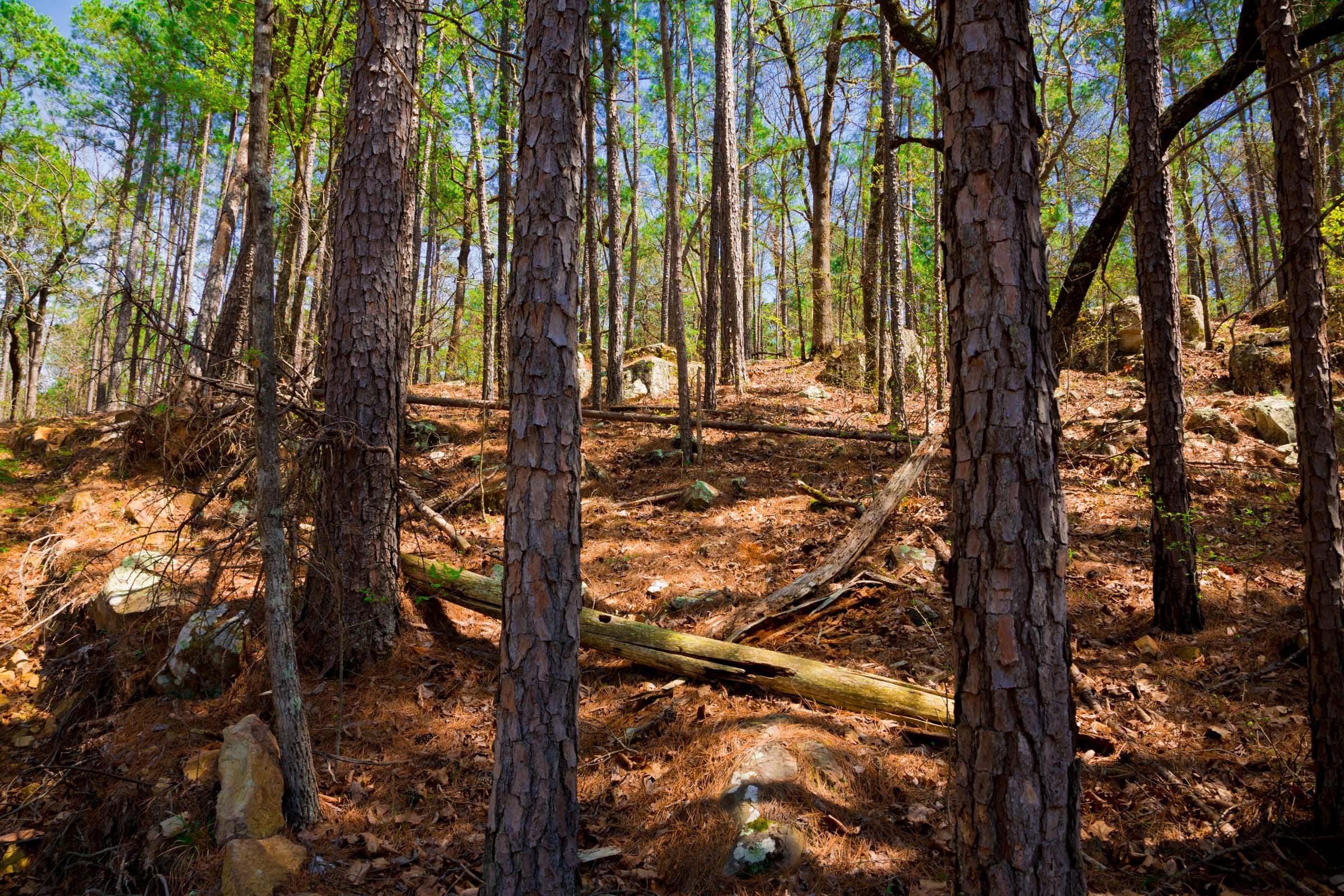 Stone Creek Phase II Tract 214 photo 13