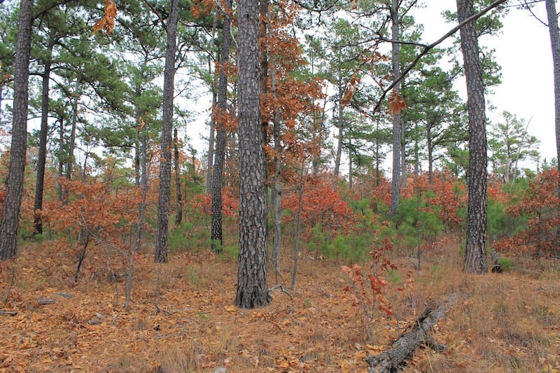 Indian Ridge – Phase I Tract 2 photo 10
