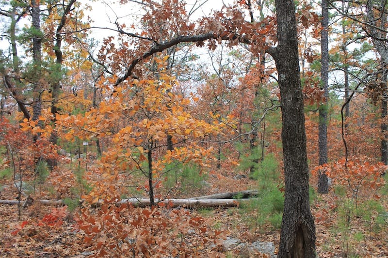 Indian Ridge – Phase I Tract 2 photo 11