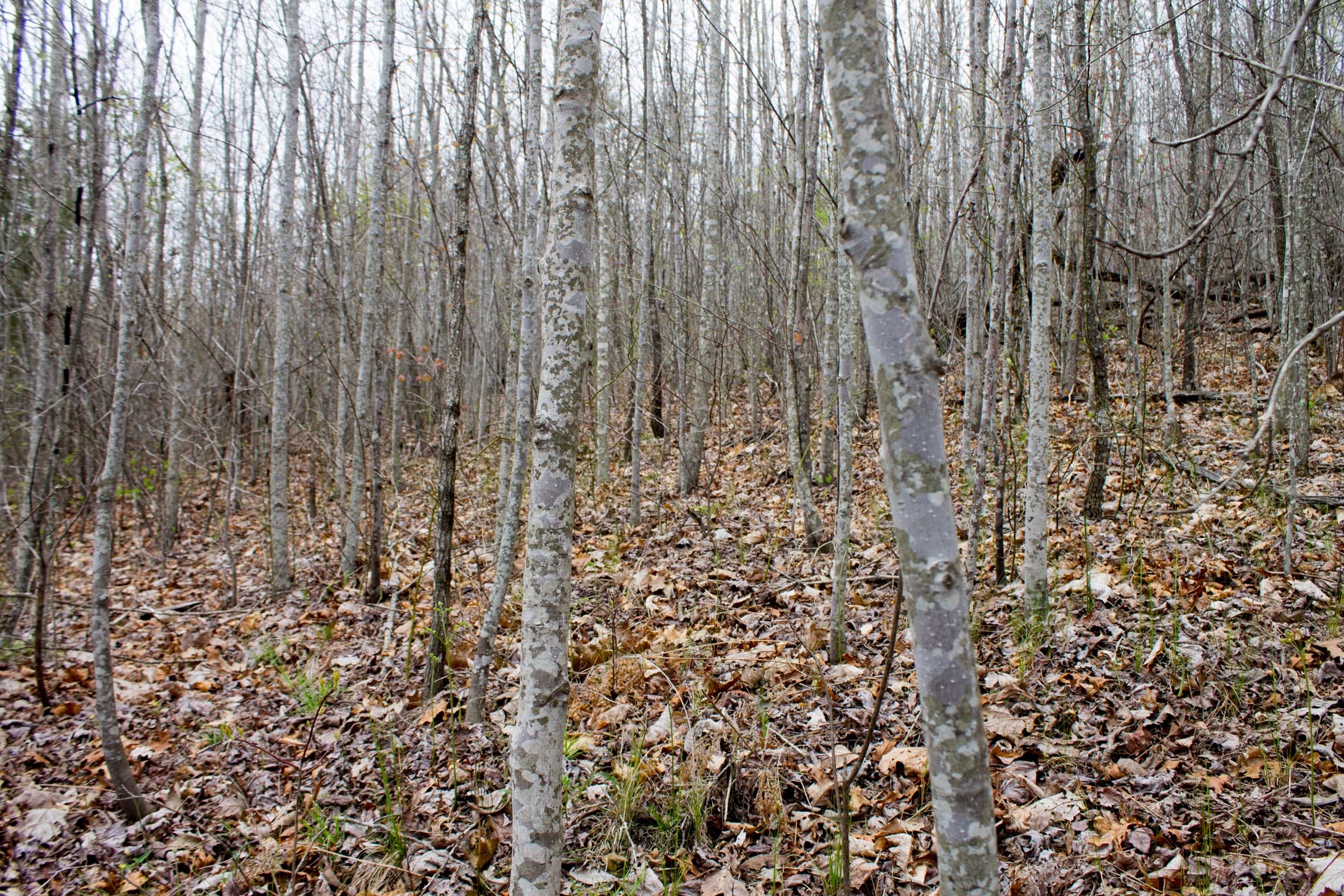 Hidden Hills Tract 36 photo 3