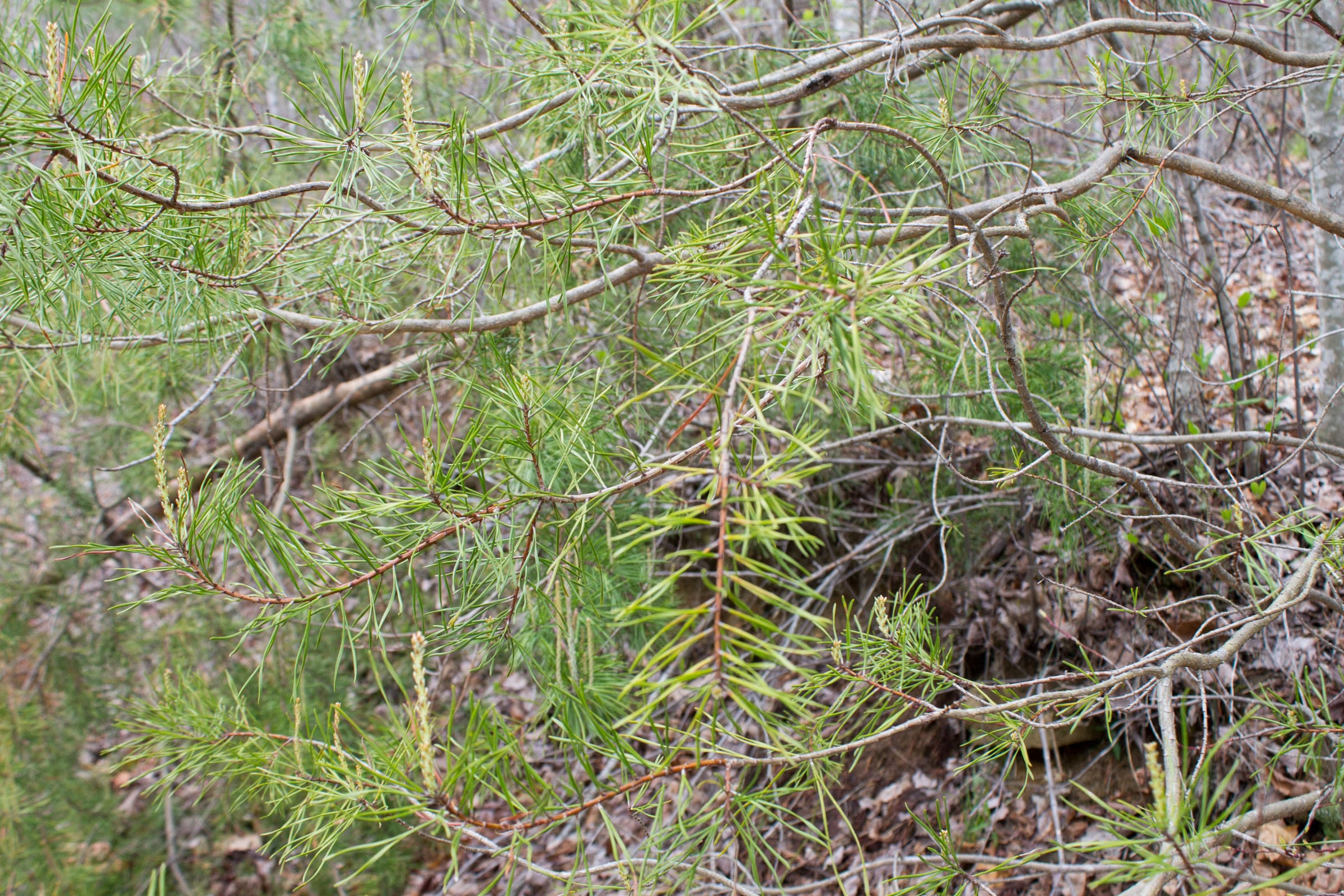 Hidden Hills Tract 36 photo 6