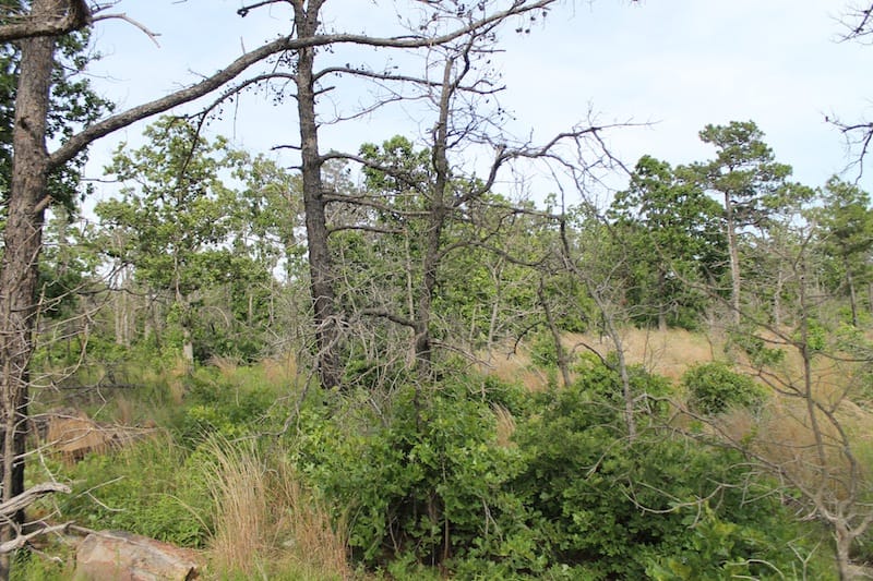 Indian Ridge – Phase II Tract 50 photo 2