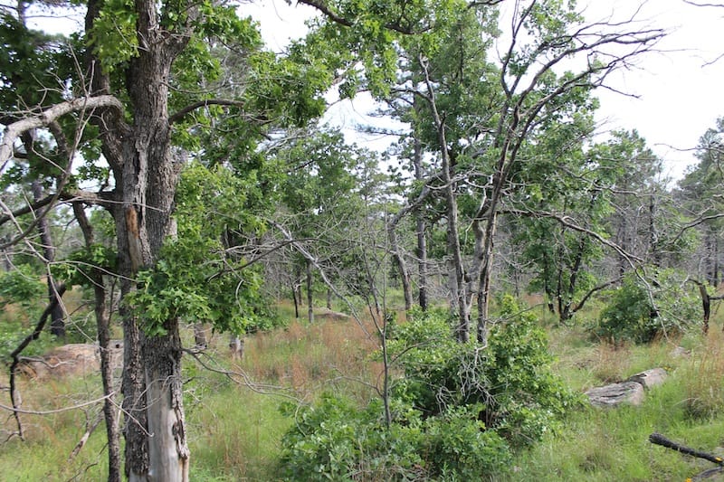 Indian Ridge – Phase II Tract 50 photo 4