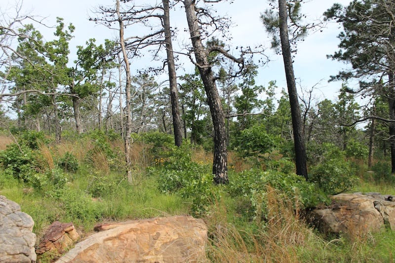 Indian Ridge – Phase II Tract 50 photo 6
