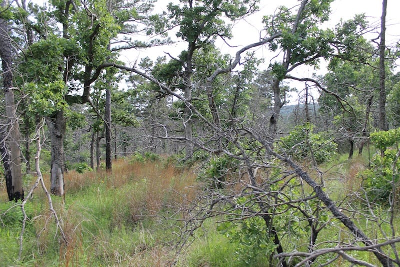 Indian Ridge – Phase II Tract 50 photo 8