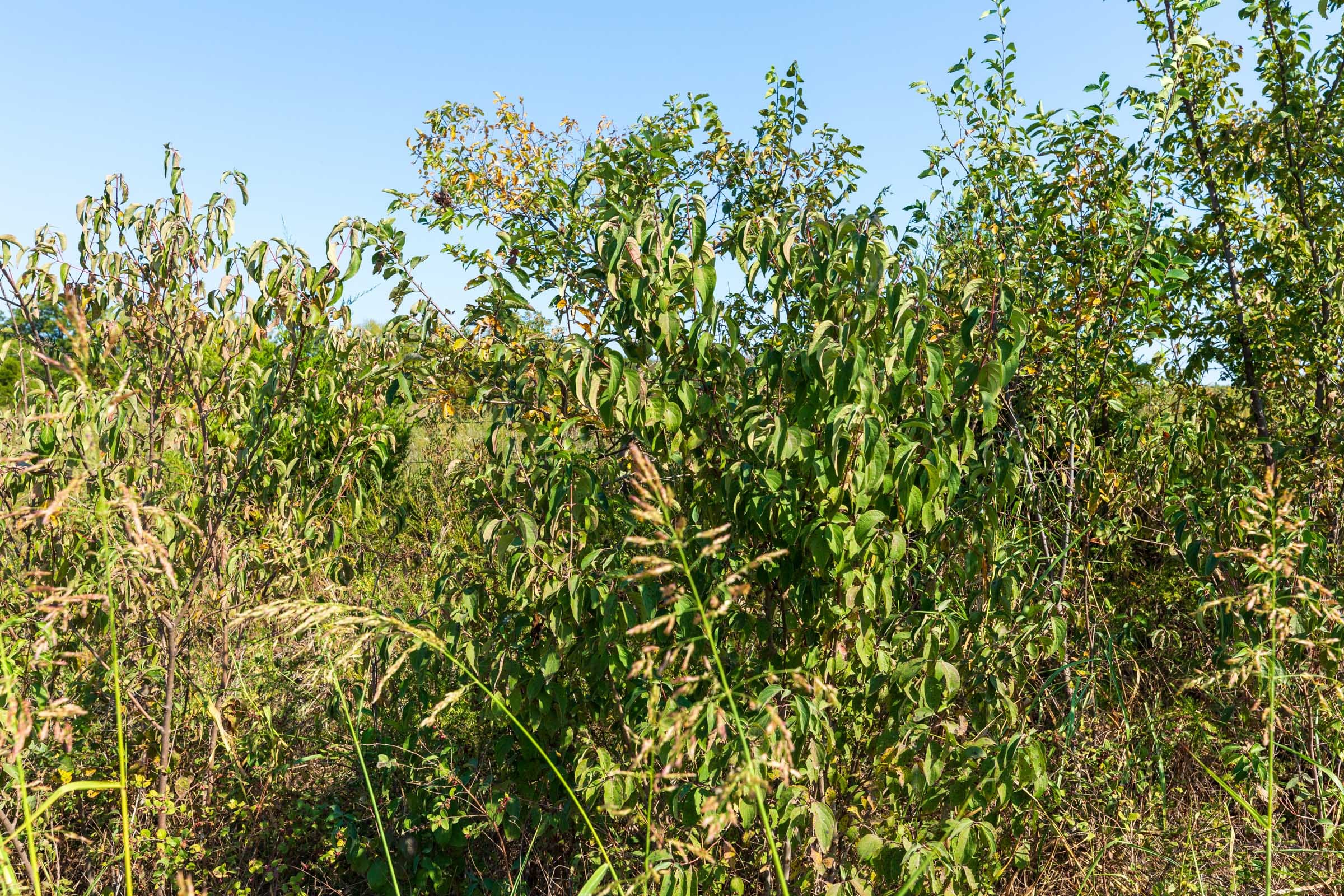 Canyon Creek Tract 1 photo 9