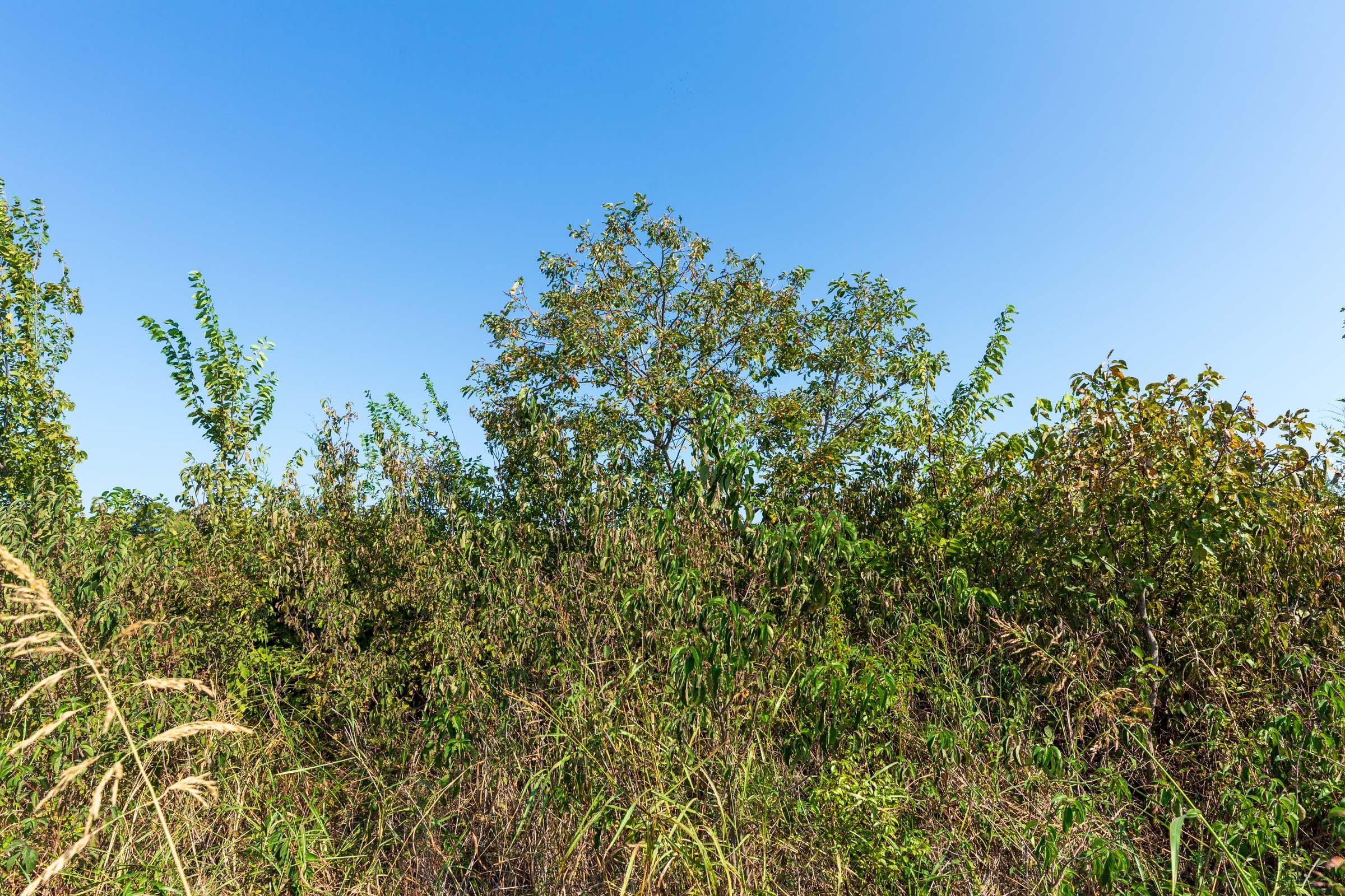 Canyon Creek Tract 1 photo 12