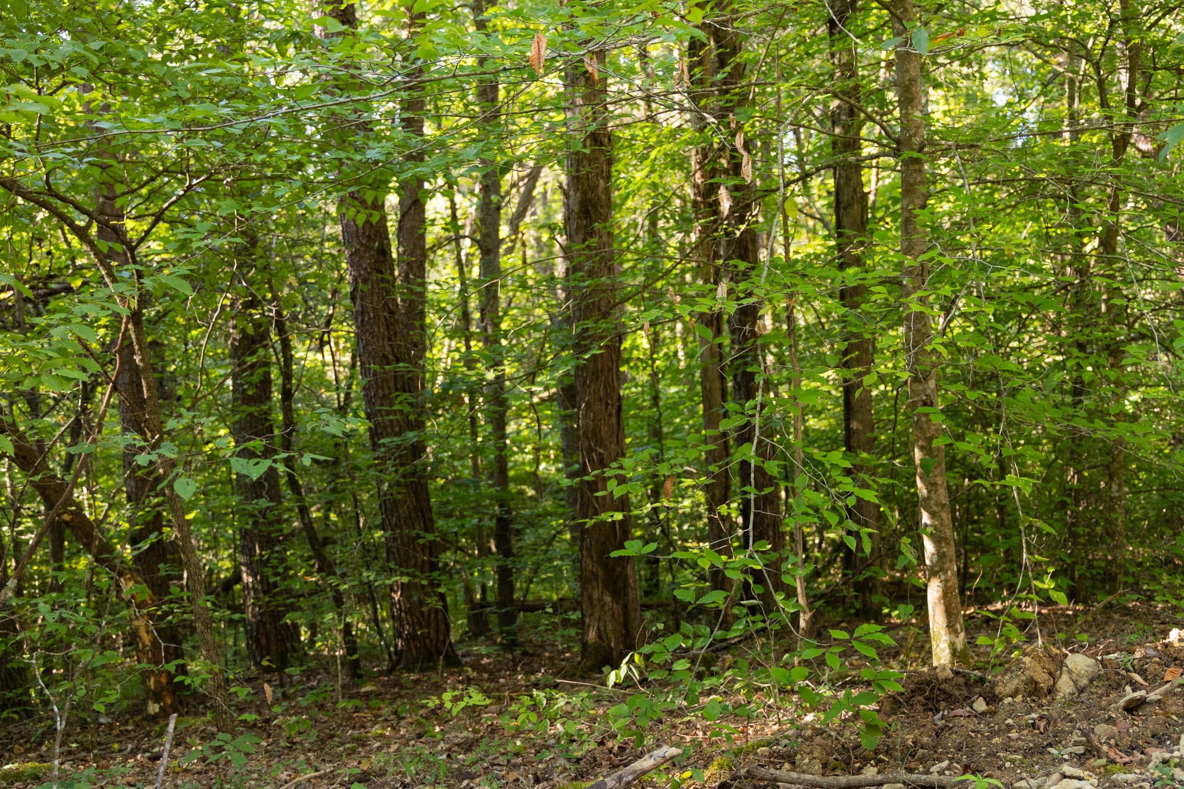 Big White Oak Tract 85 photo 12