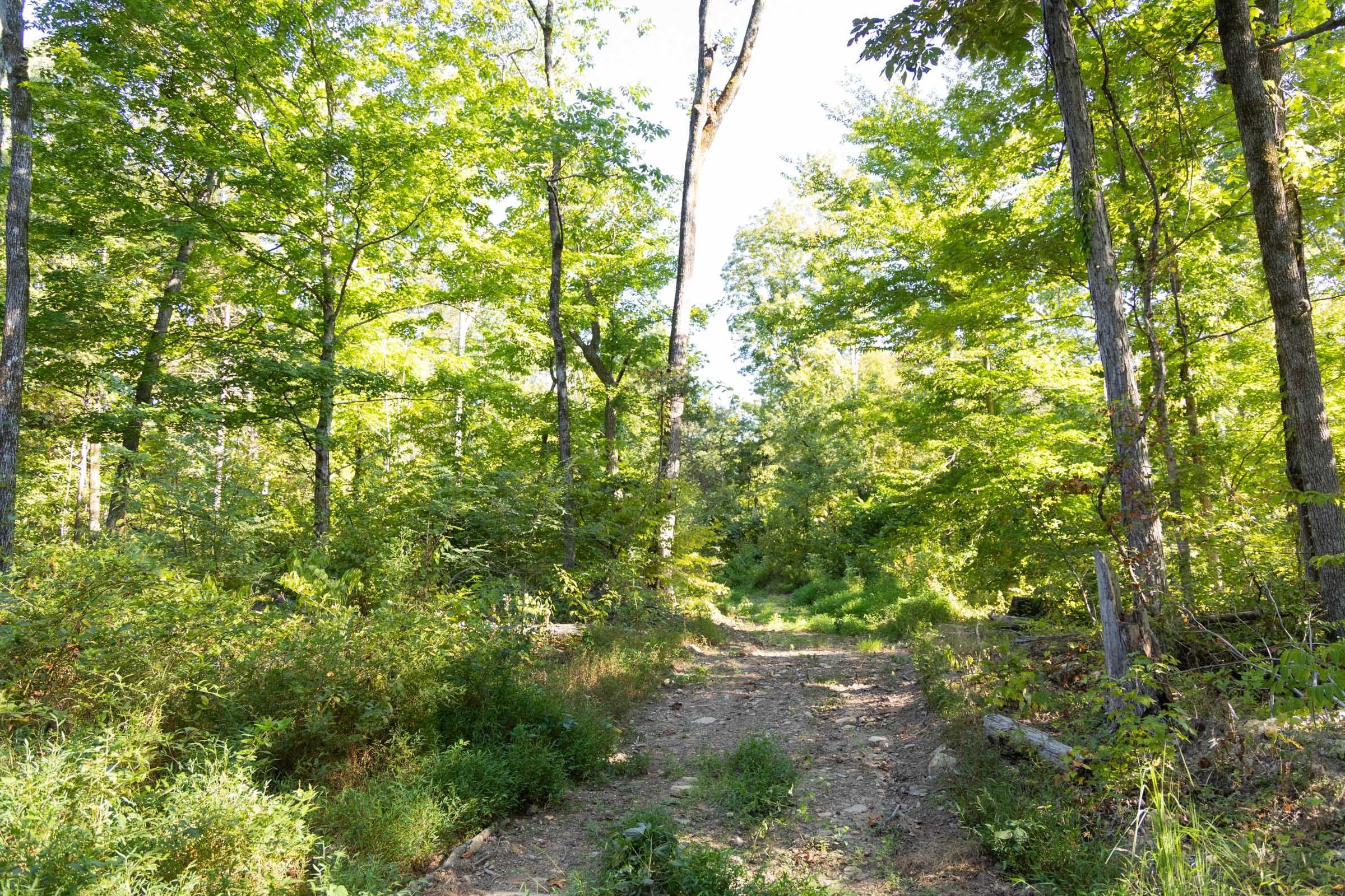 Big White Oak Tract 85 photo 2